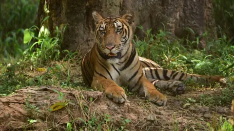 Arrest of Wanted Trafficker Marks Major Victory in Battle Against Tiger Poaching in India
