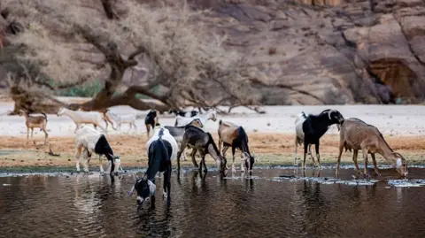 Chad Ends Partnership with Prince Harry's Conservation Group Amid Allegations