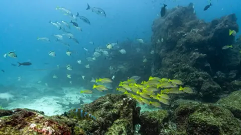 Global High Seas Treaty Achieves Milestone for Ocean Conservation