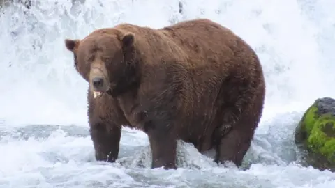 Chunk the Resilient: Brown Bear Triumphs in Fat Bear Week 2025