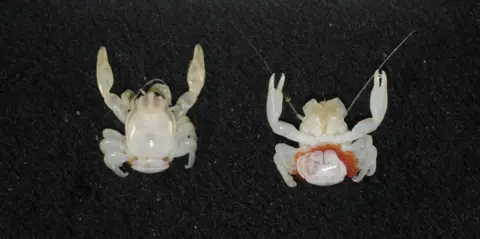 New Discoveries: Almond-Sized Crab and Bioluminescent Lantern Shark Found in Australia's Deep Sea