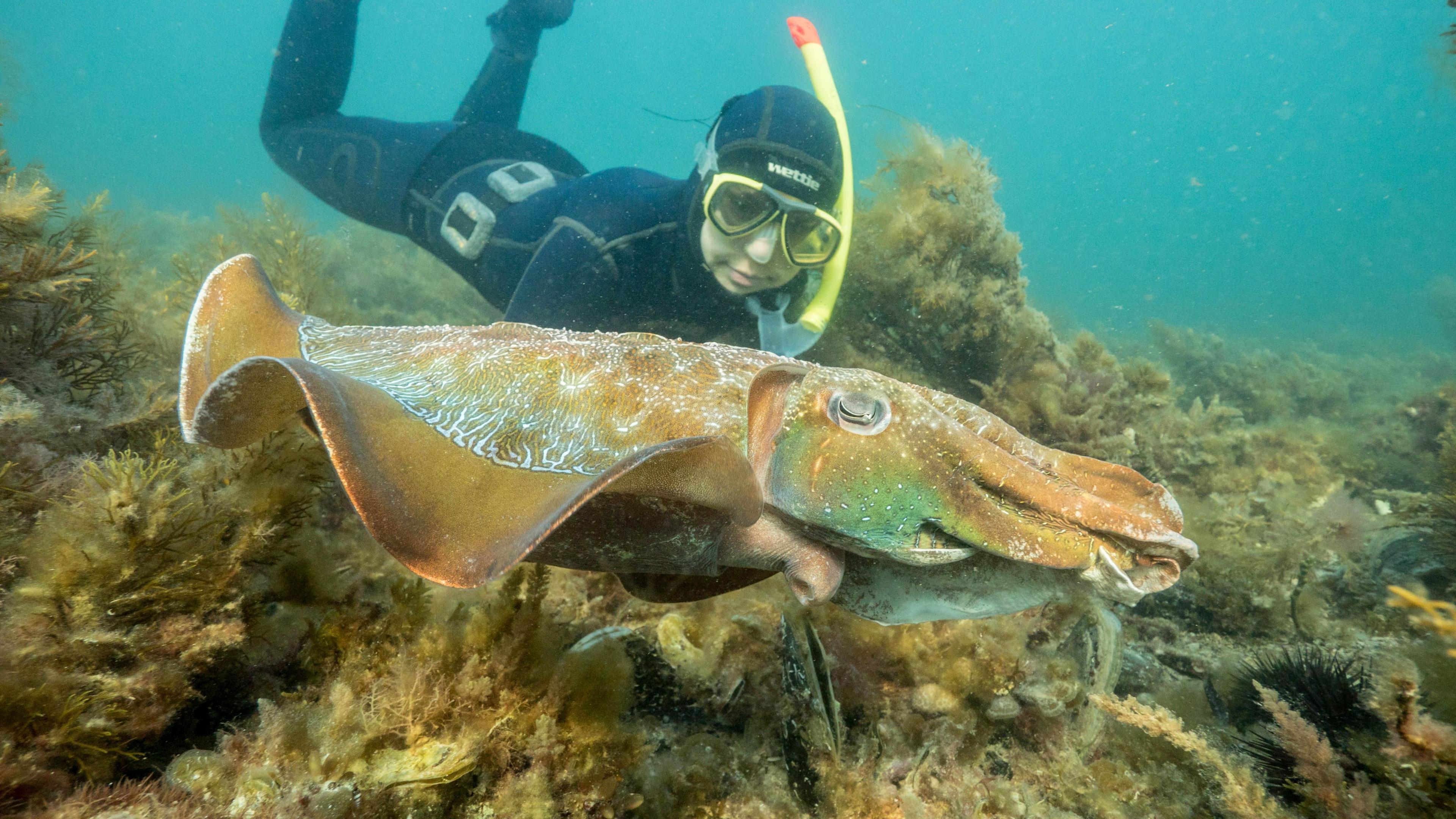 Australia’s Giant Cuttlefish Face Record Low During Mating Season: Crisis in the Near Shore