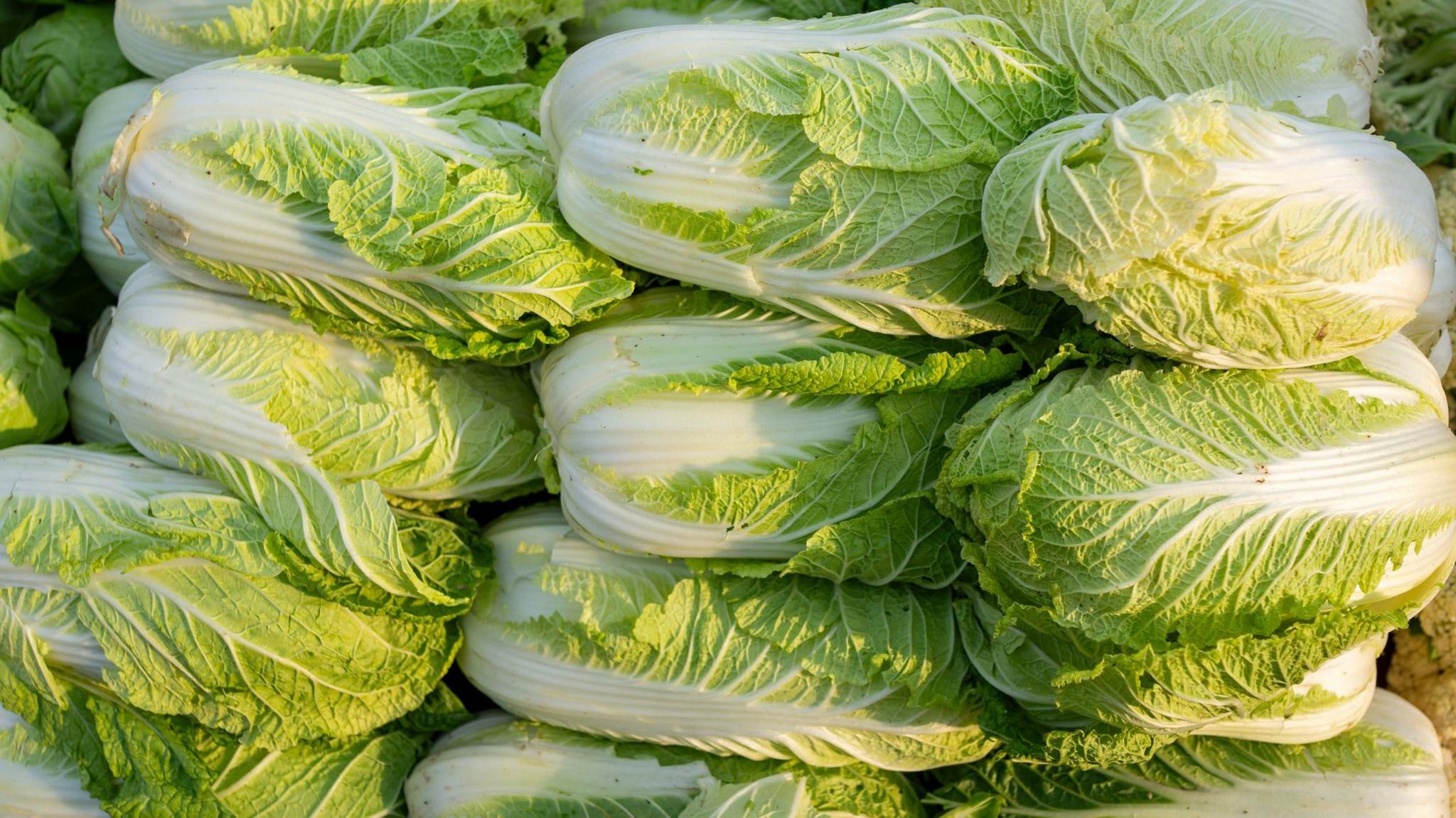 China Investigates Formaldehyde-Infused Cabbage Supply Chain