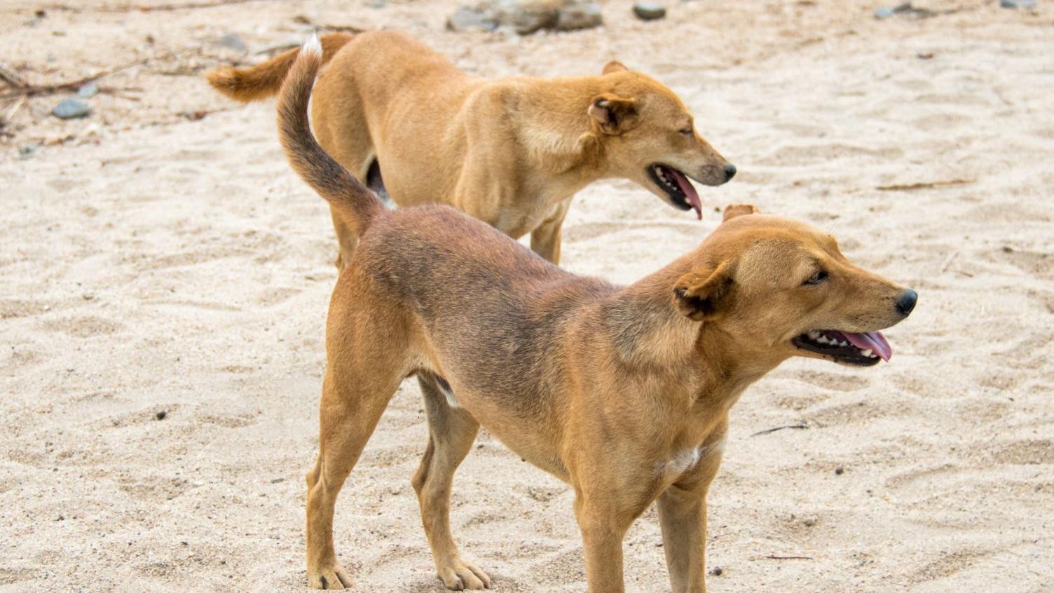 Massive Dog Killings in Ethiopia’s Hossana Amid Rabies Crisis