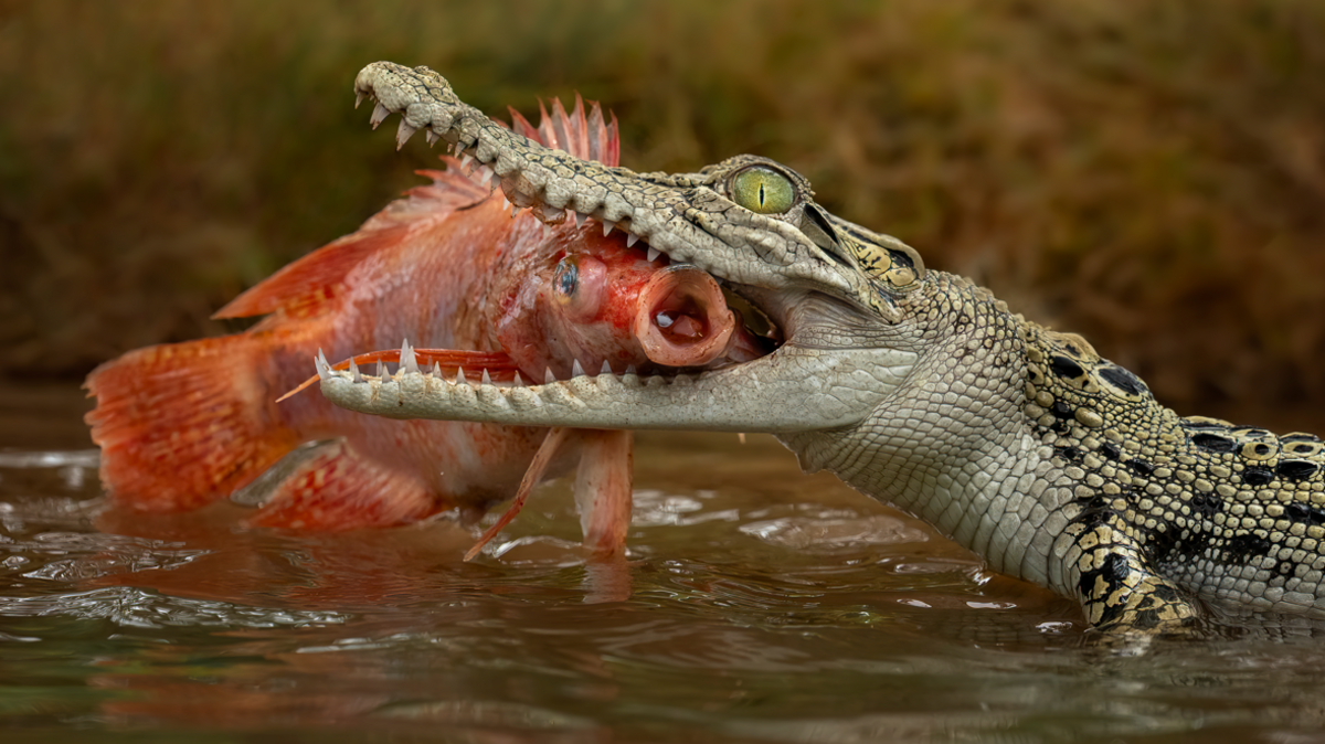 Singapore Man Faces Charges Over AI‑Made Crocodile Photo That Spooked Residents