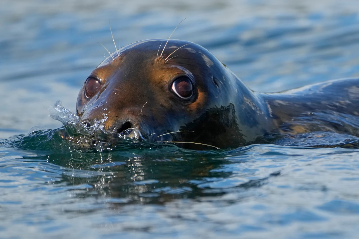 Republican Efforts to Repeal Marine Mammal Protection Act Spark Controversy