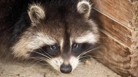 Raccoons: The Potential Next Furry Companions of America