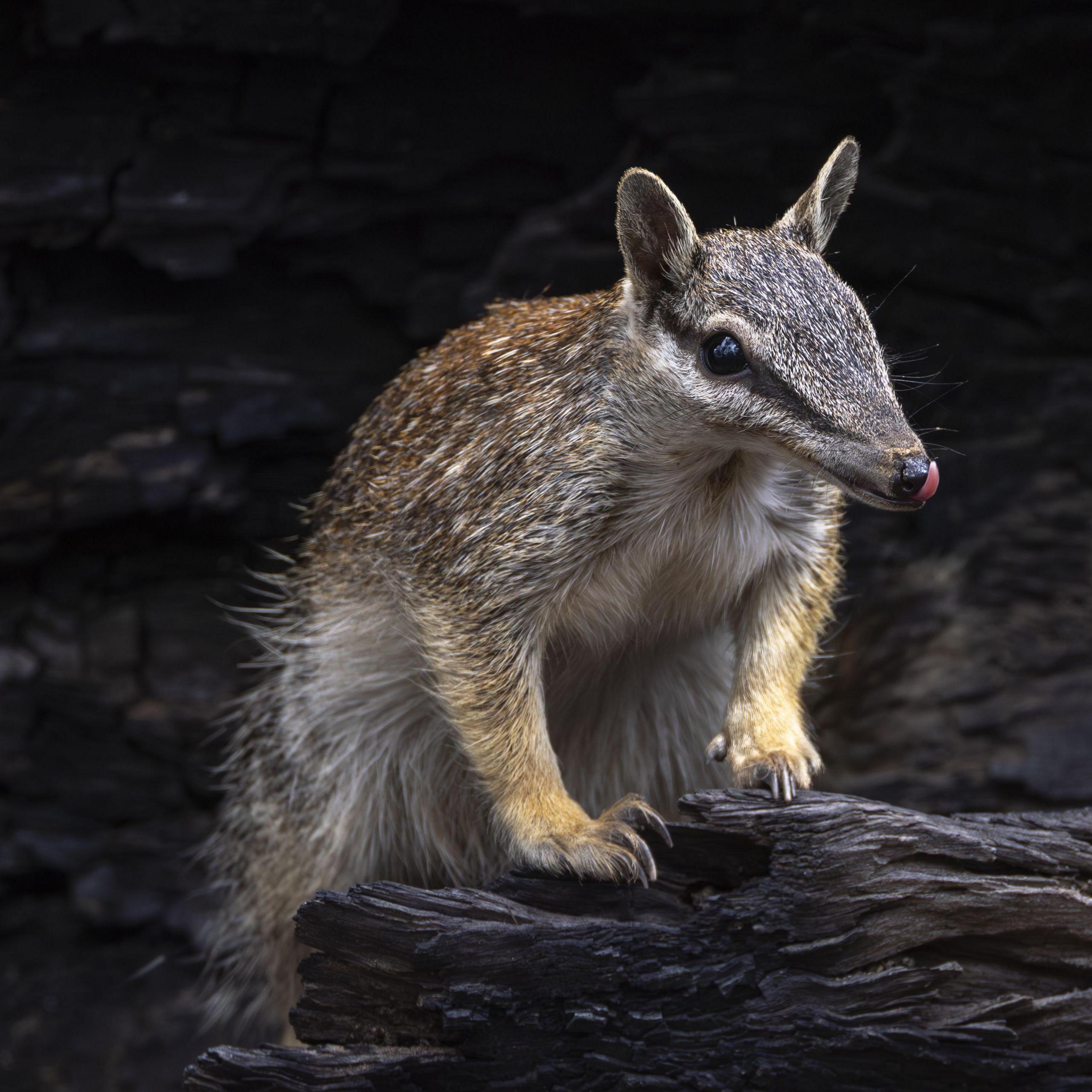 Australia’s Extinction Crisis: The Numbat’s Tale of Hope