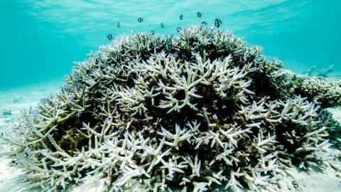 Potential Recovery of the Great Barrier Reef Amid Global Warming Challenges