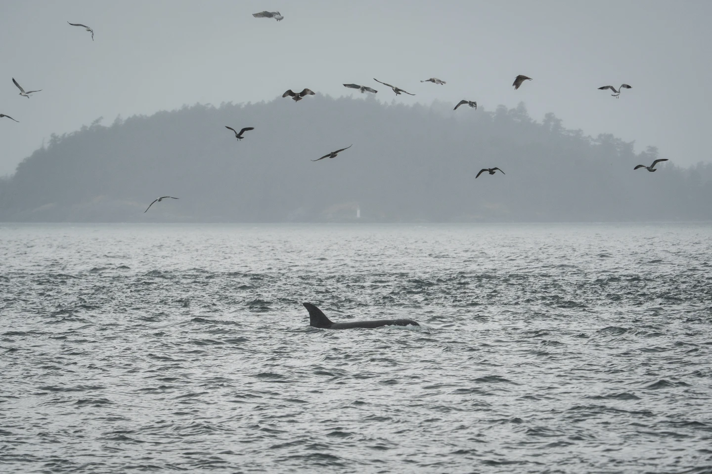 Underwater Fiber-Optic Cables: A Novel Solution for Orca Conservation