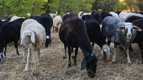 Fears of Feta Cheese Shortage Amid Sheep Culls in Greece