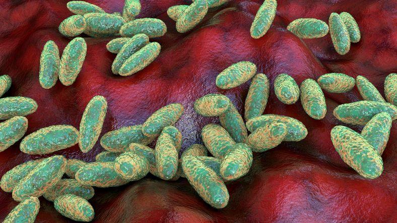 Siberian Lab Worker Death Sparks Global Scrutiny of Pneumonic Plague Danger