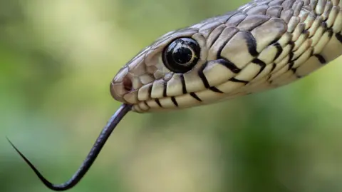 India Faces Snakebite Crisis: A Call for Urgent Healthcare Reform