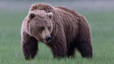 Grizzly Bear Attack on School Group Leaves 11 Injured in British Columbia