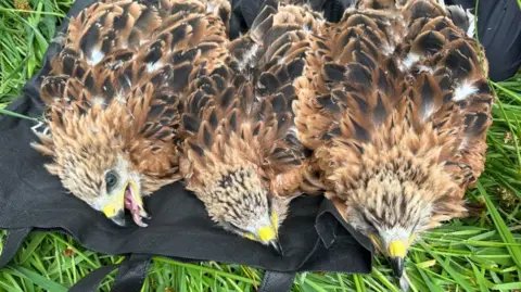 Revitalizing the Red Kite: UK Birds Revive Spanish Population