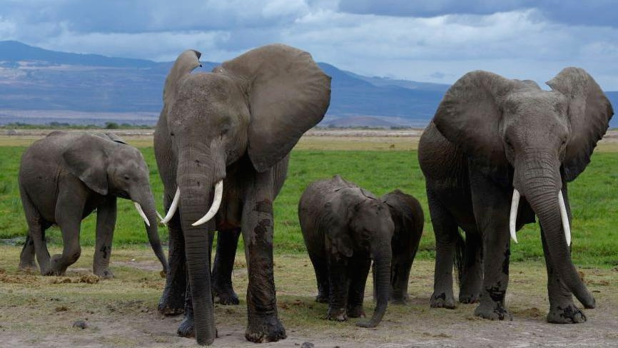 Pesticide‑tipped Tomatoes May Have Poisoned 15 Kenyan Elephants