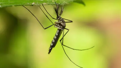 Mosquitoes Make History: First Sightings in Iceland after Record Heatwave