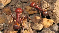 High Stakes in Ant Trafficking: The $220 Queen Ant Craze