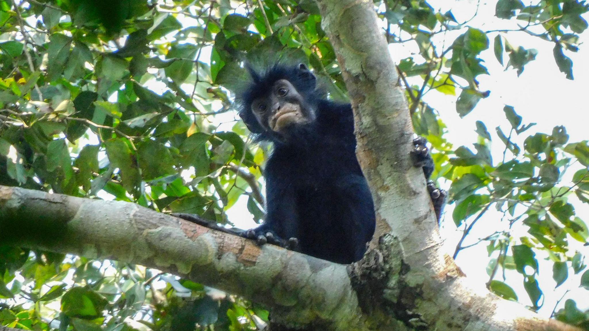New Orange‑Lipped Colobus Monkey Discovered in the Congo’s Dense Forests