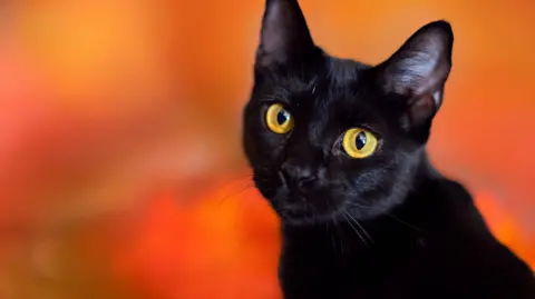 Terrassa's Unique Halloween Approach: Black Cat Adoption Ban