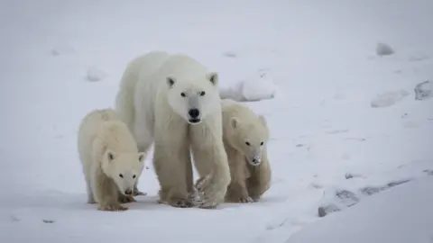 Rare Case of Polar Bear Adoption Documented by Researchers in Canada