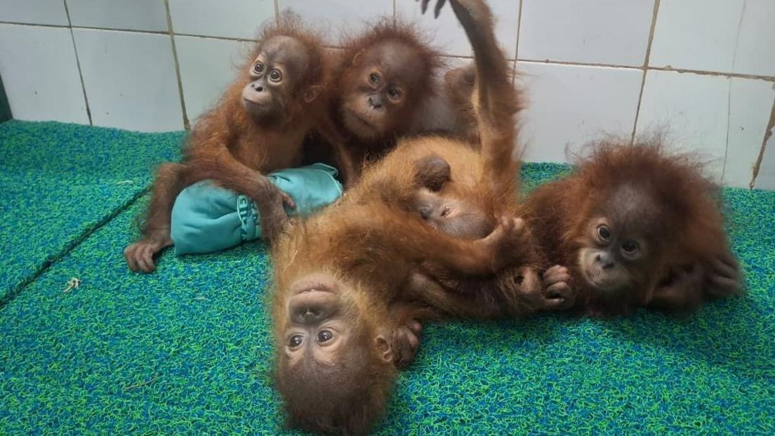 Baby Orangutans Discovered in Odisha Forests Spark Investigation Into Wildlife Trafficking