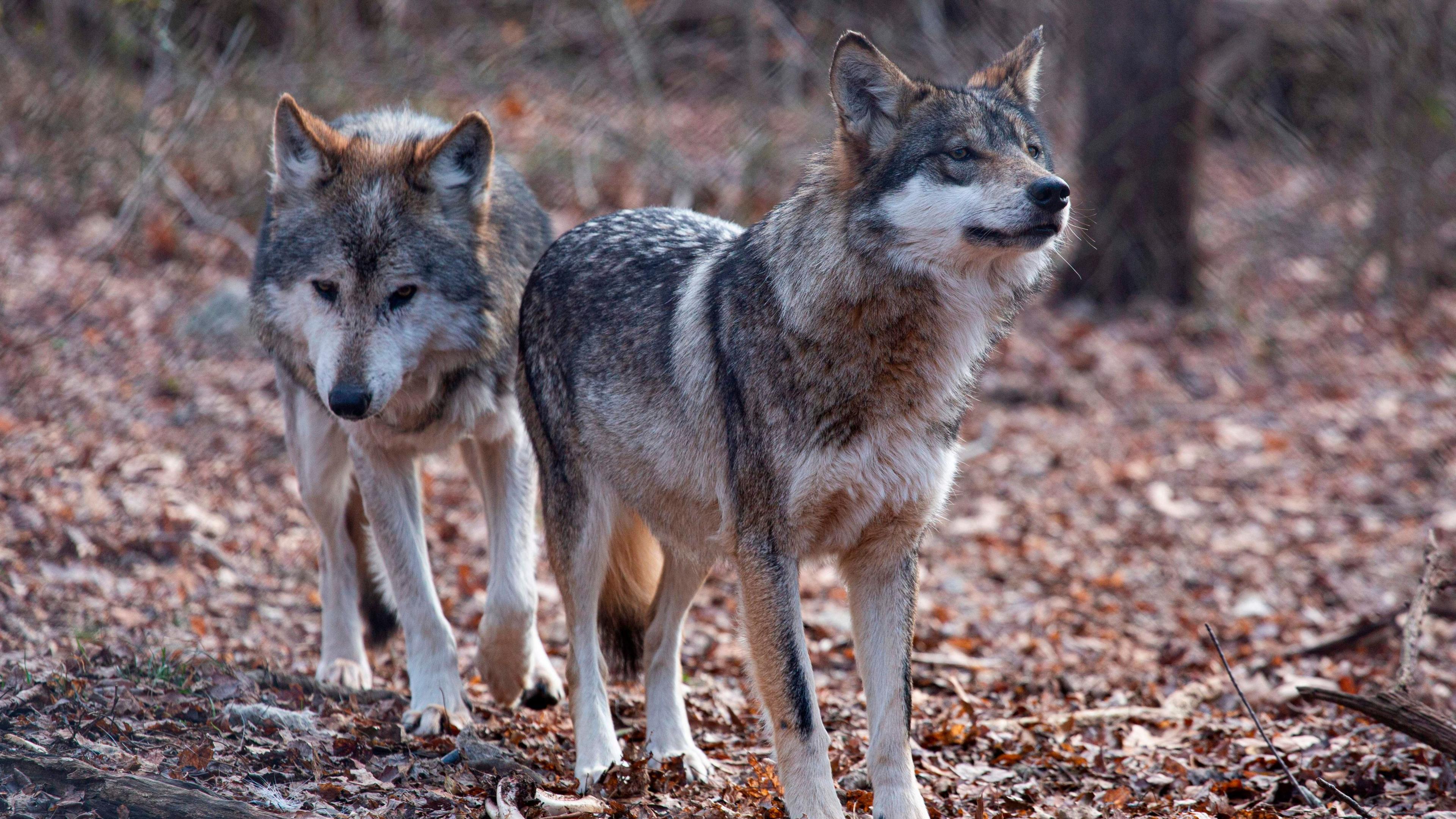Trump Executive Order Removes Endangered Status From Gray and Mexican Wolves