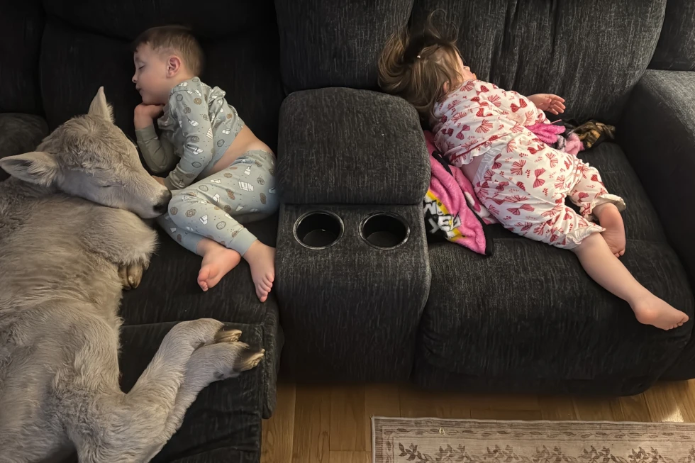 Heartwarming Rescue: Kentucky Family Saves Newborn Calf from Freezing Temperatures