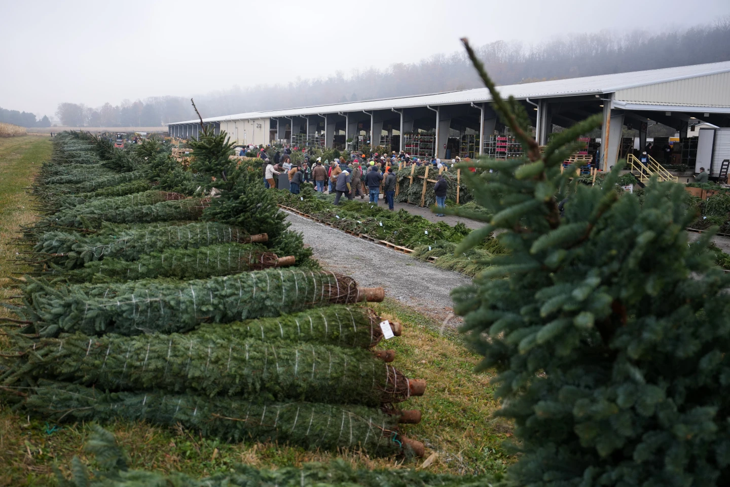 Pennsylvania Auction Showcases Christmas Spirit with Trees and Wreaths