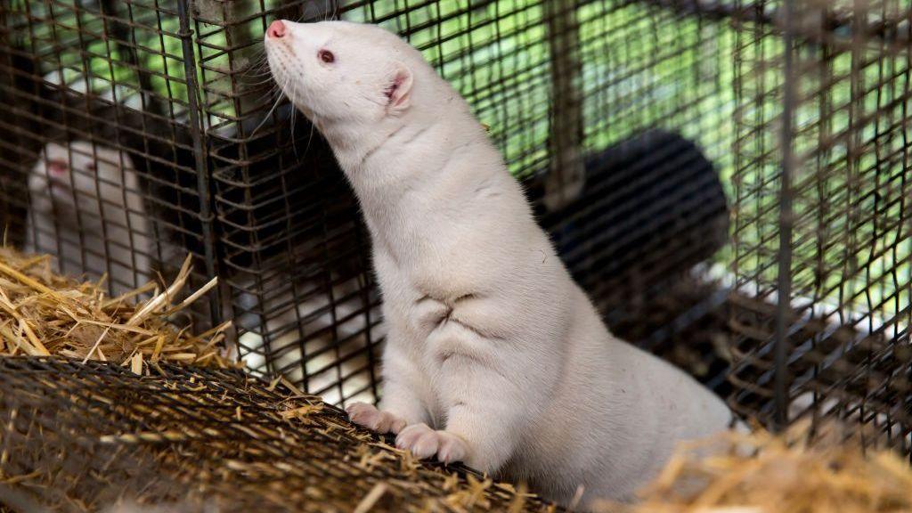 White mink in a cage