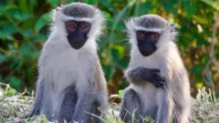 Vervet Monkeys Create Stir in St. Louis as Search Continues