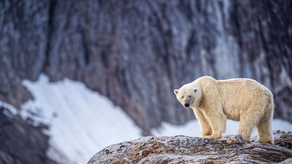 Foghorn used to wake sleeping polar bear in Svalbard; operator fined 50,000 kroner