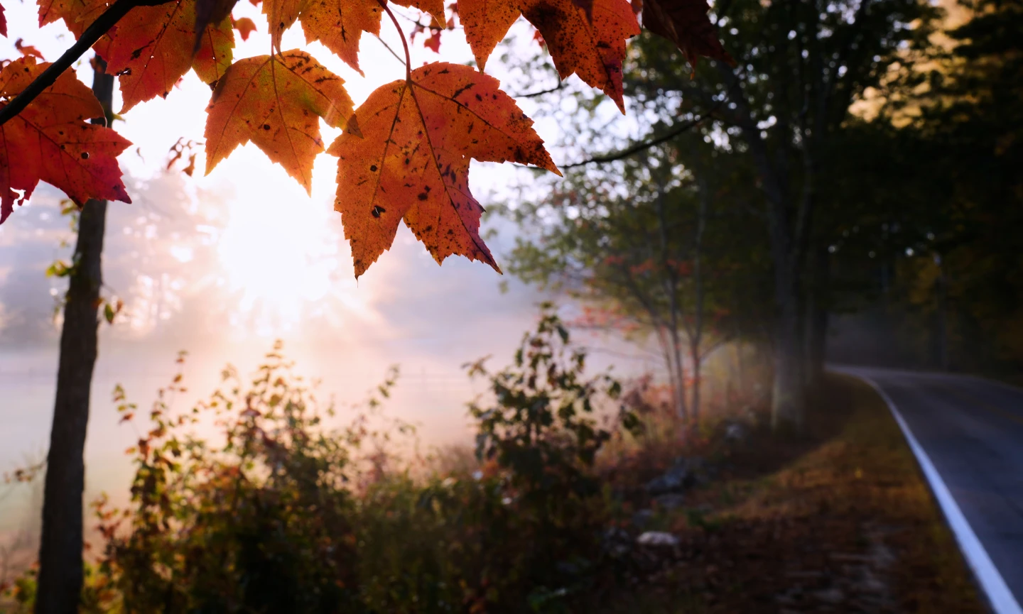 Autumn Colors Diminish Due to Drought: A Cautionary Tale from the Northeast