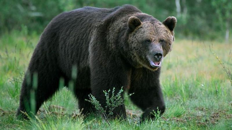 Mongolia: Bear Attack in Home Claims Man’s Life, Injures Woman