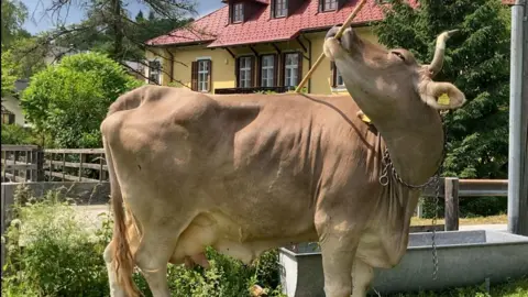Astonishing Cow Veronika Spotted Using Tools, Redefining Animal Intelligence