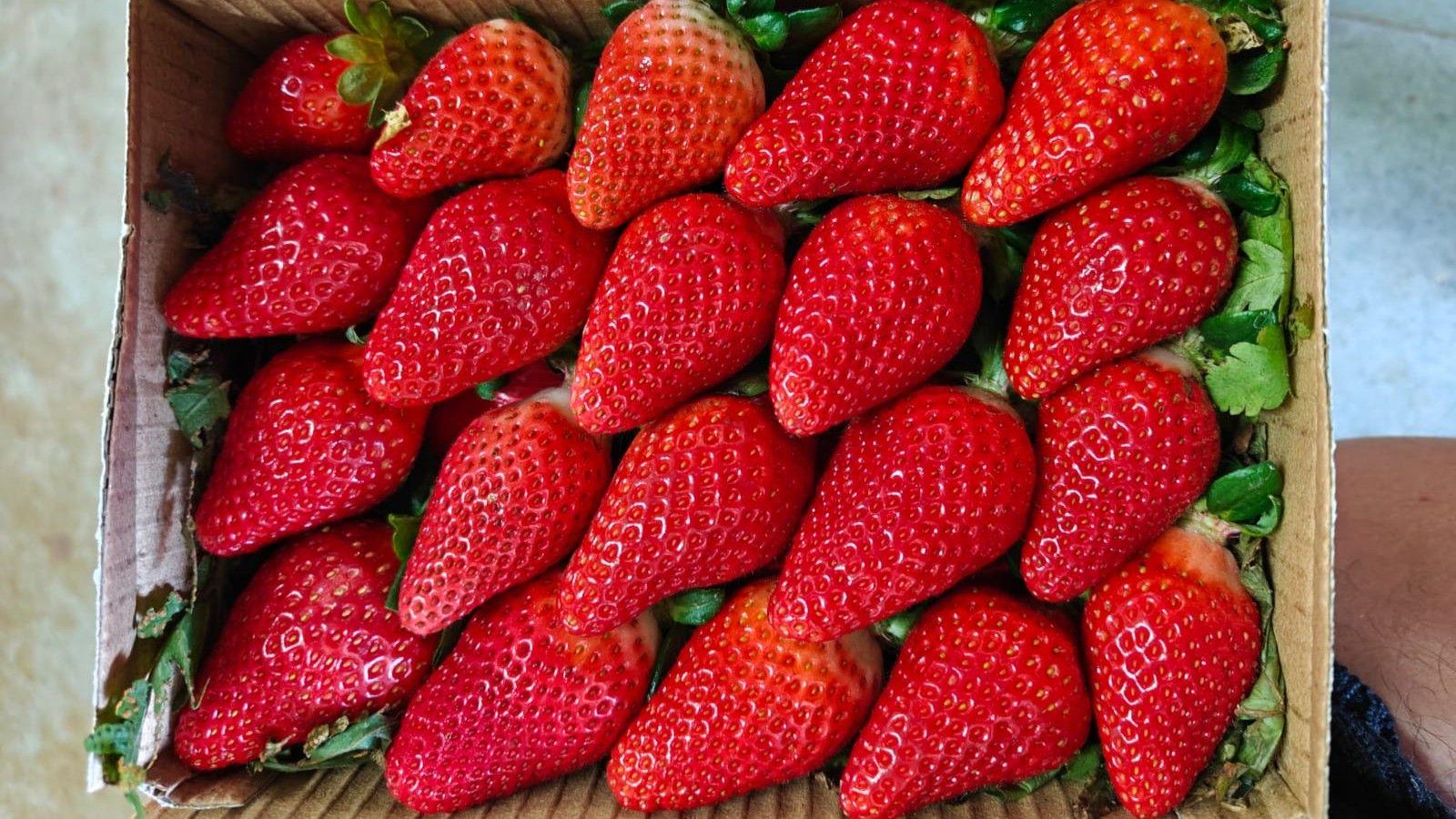 India Seeks Entry into Global Strawberry Market, Facing Climate Challenges
